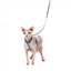 Harnais pour chat avec laisse FuzzYard Wild One Aqua