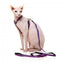 Harnais pour chat avec laisse FuzzYard Wild One Bubblegum