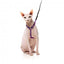 Harnais pour chat avec laisse FuzzYard Wild One Bubblegum
