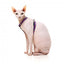 Harnais pour chat avec laisse FuzzYard Wild One Bubblegum