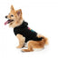Sweat à capuche pour chien FuzzYard Easily Distracted by Food (taille 1)