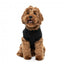 Sweat à capuche pour chien FuzzYard Easily Distracted by Food (taille 1)