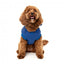 Sweat à capuche pour chien FuzzYard The Homies, bleu (taille 1)