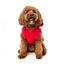 Sweat à capuche pour chien FuzzYard The Homies, rouge (taille 1)