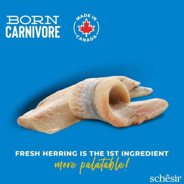Croquettes chat Schesir Born Carnivore hareng et saumon, 1,25 kg – image 2