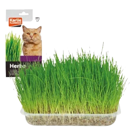 Herbe à chat, 100 g