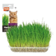 Herbe à chat, 100 g