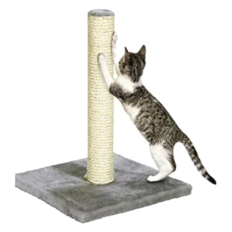 Griffoir Polset pour chat, gris