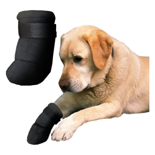 Chaussures en néoprène pour chien