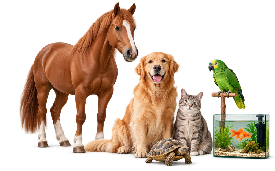 Cheval, chien, chat, perroquet, poisson en aquarium et tortue terrestre